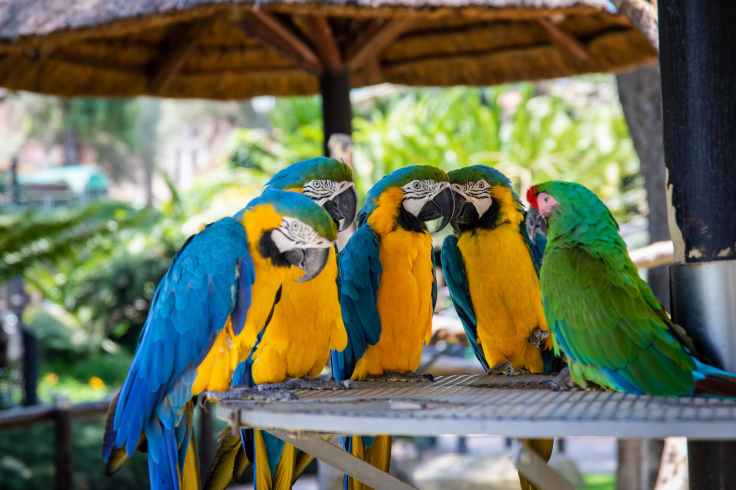 five parrots perched on brown wooden surface